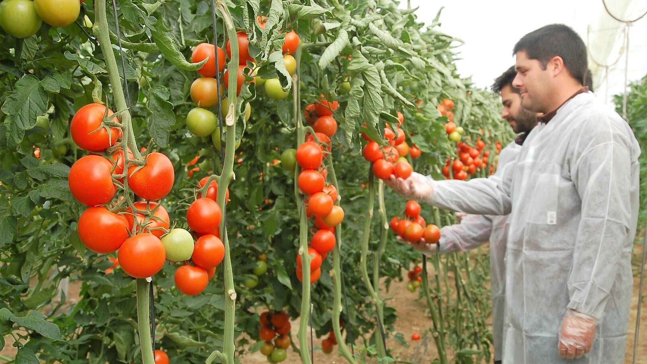 Tomate Ateneo|foto-portada-960x640